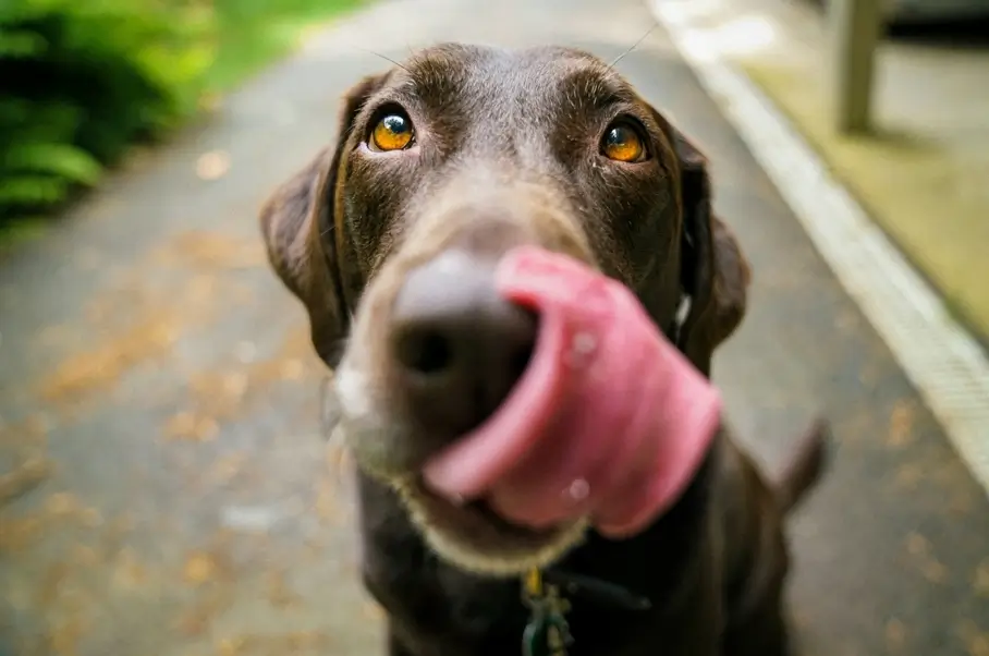 The Science Behind Healthier Dogs: How VetriCore Enhances Canine Wellness
